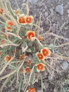 شقایق لوب تیز